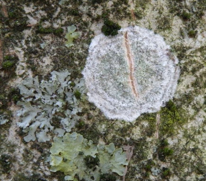 Licheni in un giardino in montagna